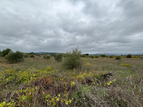 Vente / Terrain agricole à Clermont-l'Hérault (34800)
