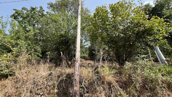 A SAISIR TERRAIN CONSTRUCTIBLE - OLMICCIA