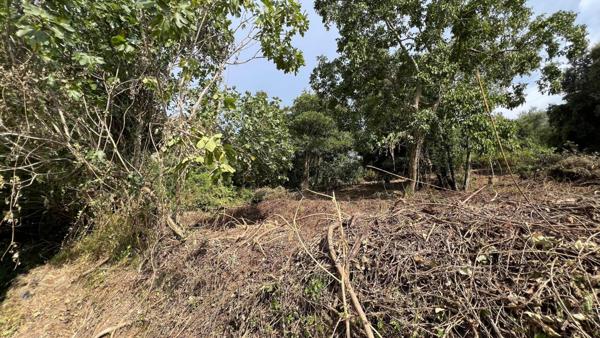 A SAISIR TERRAIN CONSTRUCTIBLE - OLMICCIA