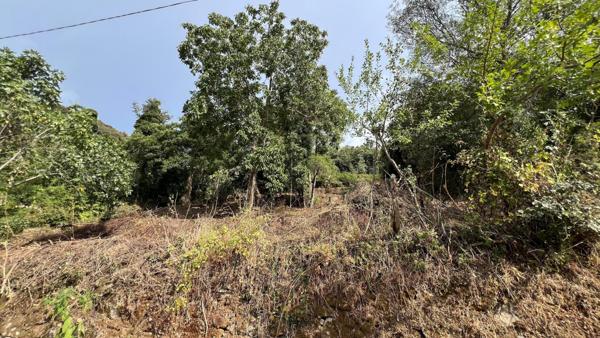 A SAISIR TERRAIN CONSTRUCTIBLE - OLMICCIA