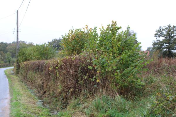 Terrain à bâtir de plus de 1 hectare