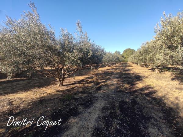 Oliveraie à vendre Pouzolles 34480