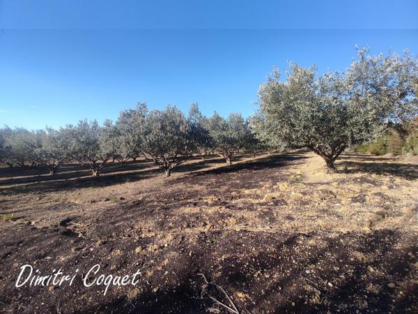 Oliveraie à vendre Pouzolles 34480