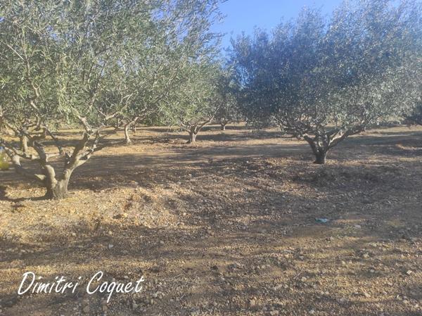 Oliveraie à vendre Pouzolles 34480