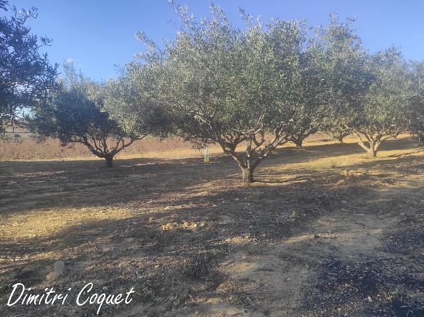 Oliveraie à vendre Pouzolles 34480