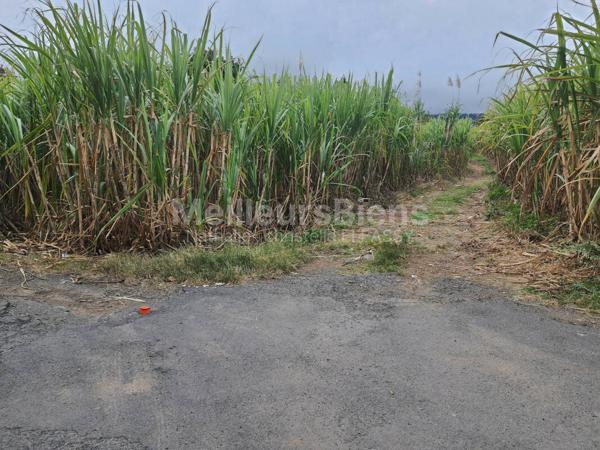 TERRAIN 1000 m², SAINT JOSEPH VINCENDO