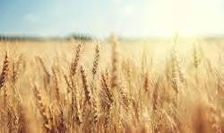 Bien agricole à vendre à Diors dans l'Indre (36130), ref : 11807/458