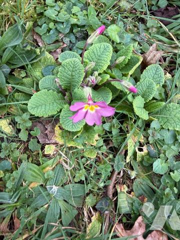 Description non communiquée