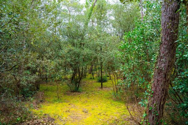 BEAU TERRAIN DE 1550 M2 PARC DE LA RESIDENCE A LA PALMYRE