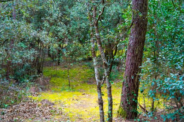 BEAU TERRAIN DE 1550 M2 PARC DE LA RESIDENCE A LA PALMYRE
