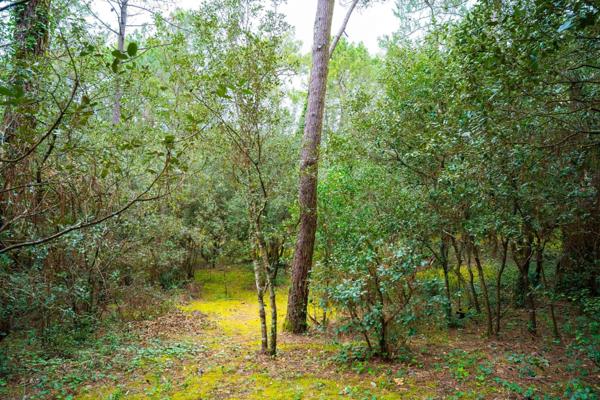 BEAU TERRAIN DE 1550 M2 PARC DE LA RESIDENCE A LA PALMYRE