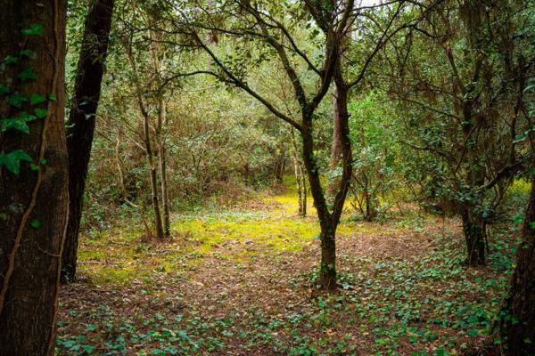 BEAU TERRAIN DE 1550 M2 PARC DE LA RESIDENCE A LA PALMYRE
