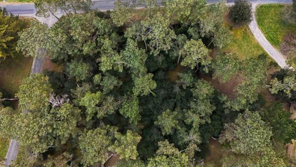 BEAU TERRAIN DE 1550 M2 PARC DE LA RESIDENCE A LA PALMYRE