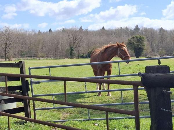 Propriété équestre L'AIGLE 6 pièce(s) 138 m2 - 4 Box et plus de 2,6 hectares