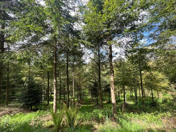 Achat - Terrain de loisirs, bois, étangs Châteauneuf-du-Faou 29520 38444 m 2