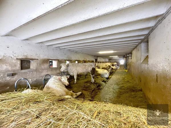 Vente Exploitation viticole à Noailly