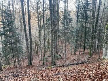 Terrain de loisirs - Bois - Etang à vendre à Neuvéglise-sur-Truyère dans le Cantal (15260), ref : 044/1243