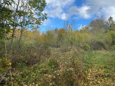 Terrain de loisirs - Bois - Etang à vendre à Neuvéglise-sur-Truyère dans le Cantal (15260), ref : 044/1243