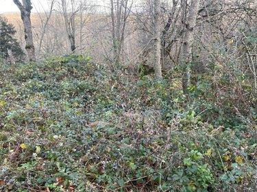 Terrain de loisirs - Bois - Etang à vendre à Neuvéglise-sur-Truyère dans le Cantal (15260), ref : 044/1243