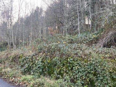 Terrain de loisirs - Bois - Etang à vendre à Neuvéglise-sur-Truyère dans le Cantal (15260), ref : 044/1243