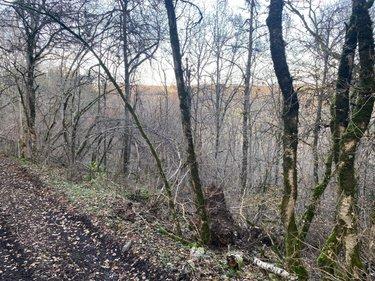 Terrain de loisirs - Bois - Etang à vendre à Neuvéglise-sur-Truyère dans le Cantal (15260), ref : 044/1243