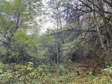 Terrain de loisirs - Bois - Etang à vendre à Neuvéglise-sur-Truyère dans le Cantal (15260), ref : 044/1243