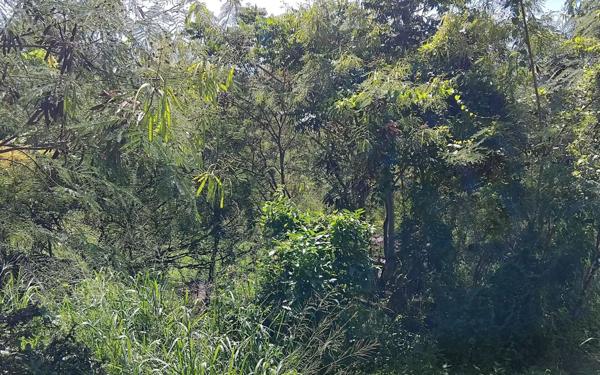 Terrain à vendre    Pointe-Noire