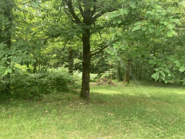 Segonzac (24600) Dordogne - Périgueux - Tocane - Segonzac - Maison 144 m² - 5 chambres - terrain + bois 5879 m² - calme