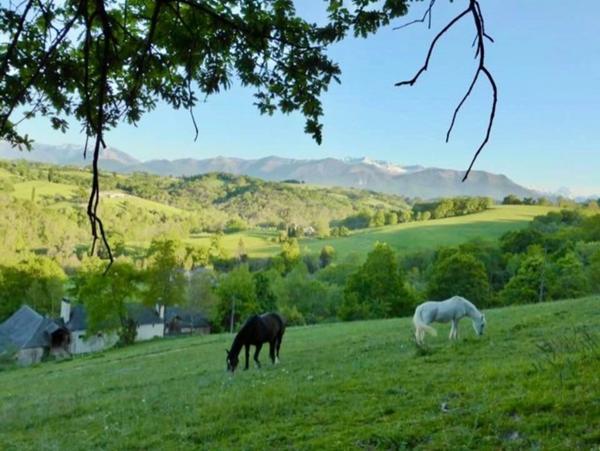 Pau - Pyrénées-Atlantiques - Propriété de 450m2 avec forêt de 20 ha.