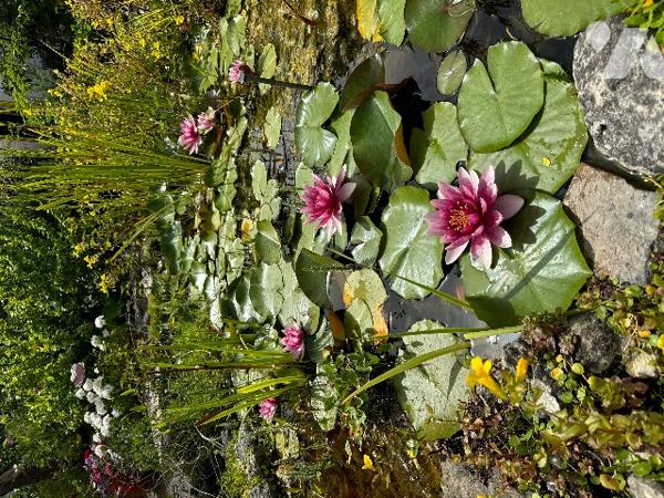 A proximité du centre-ville et des plages, belle villa sur 2 niveaux avec jardin verdoyant clos.
