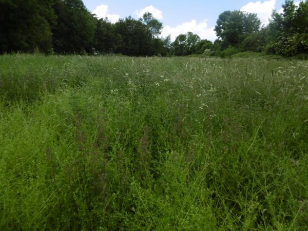 SPECIAL PROMOTEUR, TERRAIN A BATIR PLAT ET VIABILISE DE 6200 M² POUVANT CONTENIR 5 MAISONS A MILLY SUR THERAI Beauvais (60000)