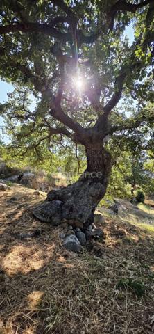 Propriete à vendre 6 pièces SANTA REPARATA DI BALAGNA (20)