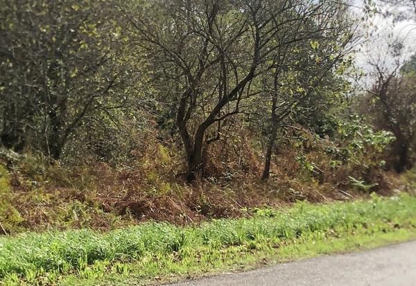 Terrain 8438m2, semi forestier, de loisirs, proche de DAX