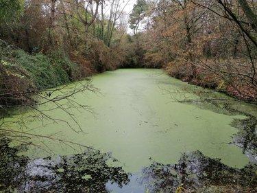 Terrain de loisirs - Bois - Etang à vendre à La Celle-Saint-Avant dans l'Indre-et-Loire (37160), ref : 37082-272