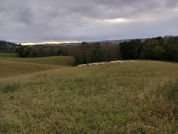 Mouguerre (64990) Mouguerre Elizaberry terrain 740m² au calme