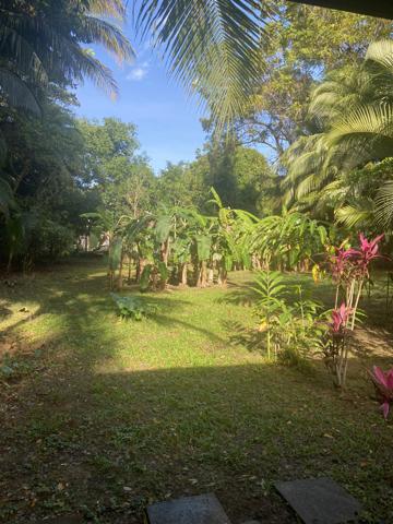 Pointe-Noire (97116) Terrain Plat avec accès direct plage et rivière