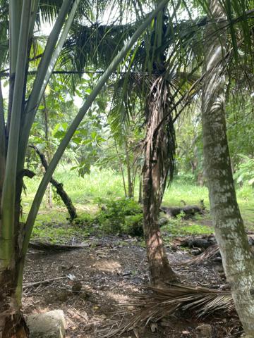 Pointe-Noire (97116) Terrain Plat avec accès direct plage et rivière