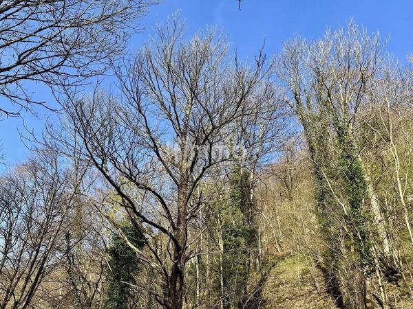 Terrain avec bois et grange, un cadre naturel et agréable
