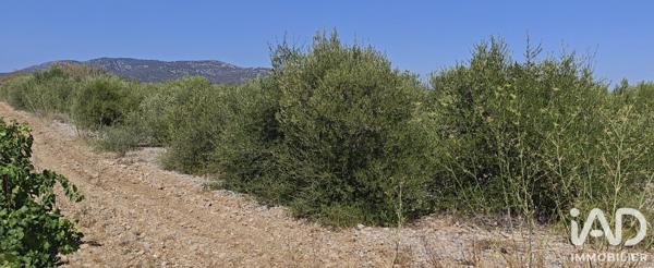 Terrain à vendre 3 315 m² La Palme