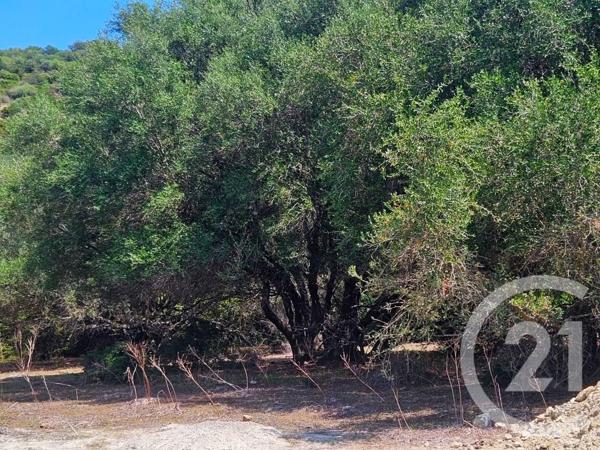 Appartement Studio à vendre  1 pièce - 25 m2 OLETTA - 202