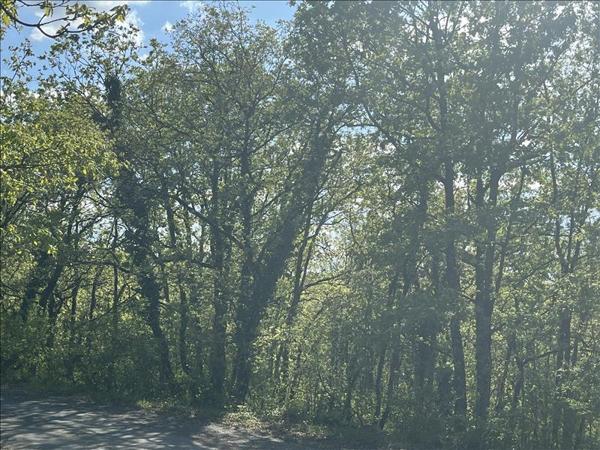 Terrain à vendre |  Cuzance |  5047 m²