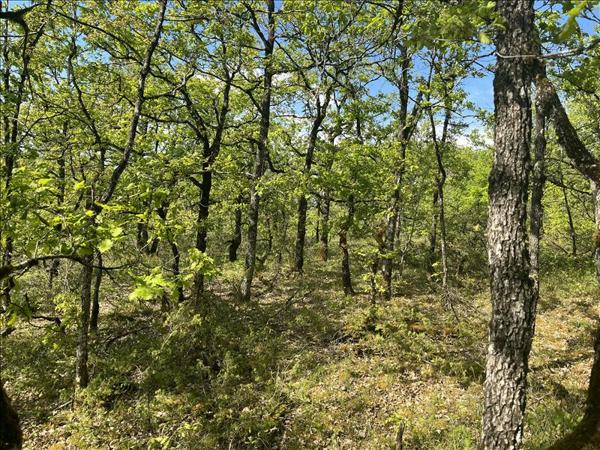 Terrain à vendre |  Cuzance |  5047 m²