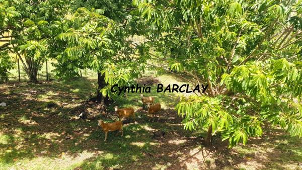 Ensemble Immobilier à RIVIERE SALEE (97215)