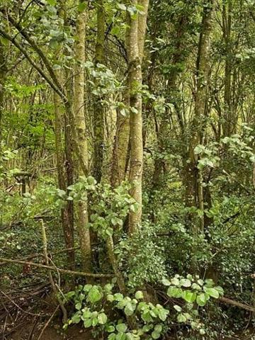 Terrain de loisirs - Bois - Etang à vendre à La Boussac en Ille-et-Vilaine (35120), ref : 35130-1087048