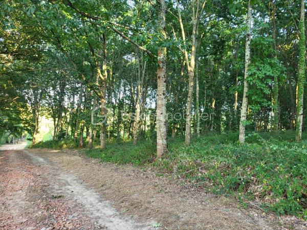 Landes(40) A vendre plusieurs parcelles forestières adjacentes sur une commune proche d'Aire sur Adour pour une superficie totale de 10 Ha 54 a environ
- parcelle constituée de Chêne Rouge de plus de 4 Ha d'excellente qualité
- parcelle constituée de Pins Laricio de 20 ans pour 3 Ha 56 a  environ
- nouvelle parcelle constituée de Peupliers pour 2 Ha environ (2 ans)
et le reste en prairie .
l'ensemble des parcelles ont un accès très facile depuis une route goudronnée à proximité et  un chemin de servitude praticable et très entretenu.

Affaire à saisir...
Contacter Frédéric pour une visite