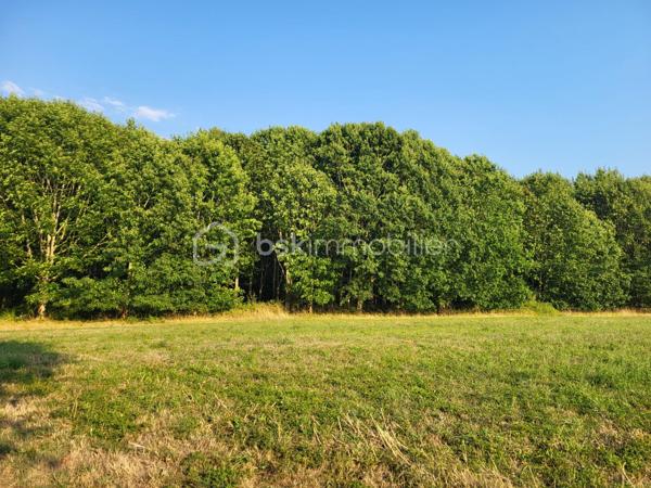 Landes(40) A vendre plusieurs parcelles forestières adjacentes sur une commune proche d'Aire sur Adour pour une superficie totale de 10 Ha 54 a environ
- parcelle constituée de Chêne Rouge de plus de 4 Ha d'excellente qualité
- parcelle constituée de Pins Laricio de 20 ans pour 3 Ha 56 a  environ
- nouvelle parcelle constituée de Peupliers pour 2 Ha environ (2 ans)
et le reste en prairie .
l'ensemble des parcelles ont un accès très facile depuis une route goudronnée à proximité et  un chemin de servitude praticable et très entretenu.

Affaire à saisir...
Contacter Frédéric pour une visite