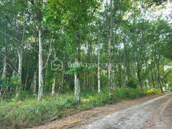 Landes(40) A vendre plusieurs parcelles forestières adjacentes sur une commune proche d'Aire sur Adour pour une superficie totale de 10 Ha 54 a environ
- parcelle constituée de Chêne Rouge de plus de 4 Ha d'excellente qualité
- parcelle constituée de Pins Laricio de 20 ans pour 3 Ha 56 a  environ
- nouvelle parcelle constituée de Peupliers pour 2 Ha environ (2 ans)
et le reste en prairie .
l'ensemble des parcelles ont un accès très facile depuis une route goudronnée à proximité et  un chemin de servitude praticable et très entretenu.

Affaire à saisir...
Contacter Frédéric pour une visite