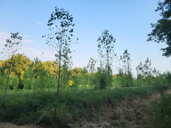 Landes(40) A vendre plusieurs parcelles forestières adjacentes sur une commune proche d'Aire sur Adour pour une superficie totale de 10 Ha 54 a environ
- parcelle constituée de Chêne Rouge de plus de 4 Ha d'excellente qualité
- parcelle constituée de Pins Laricio de 20 ans pour 3 Ha 56 a  environ
- nouvelle parcelle constituée de Peupliers pour 2 Ha environ (2 ans)
et le reste en prairie .
l'ensemble des parcelles ont un accès très facile depuis une route goudronnée à proximité et  un chemin de servitude praticable et très entretenu.

Affaire à saisir...
Contacter Frédéric pour une visite