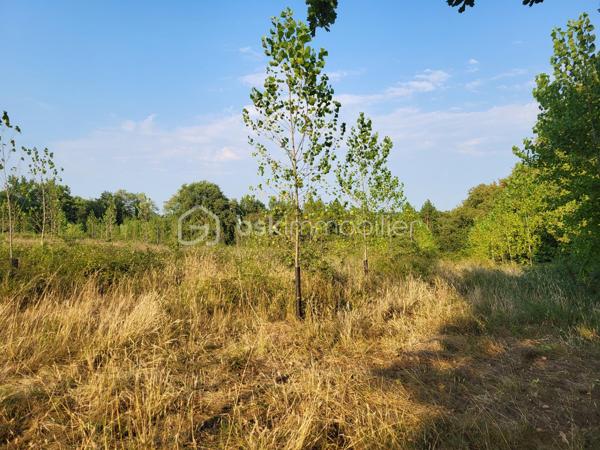 Landes(40) A vendre plusieurs parcelles forestières adjacentes sur une commune proche d'Aire sur Adour pour une superficie totale de 10 Ha 54 a environ
- parcelle constituée de Chêne Rouge de plus de 4 Ha d'excellente qualité
- parcelle constituée de Pins Laricio de 20 ans pour 3 Ha 56 a  environ
- nouvelle parcelle constituée de Peupliers pour 2 Ha environ (2 ans)
et le reste en prairie .
l'ensemble des parcelles ont un accès très facile depuis une route goudronnée à proximité et  un chemin de servitude praticable et très entretenu.

Affaire à saisir...
Contacter Frédéric pour une visite