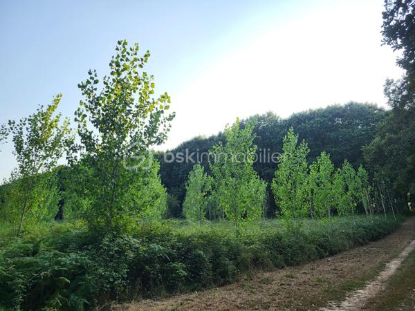 Landes(40) A vendre plusieurs parcelles forestières adjacentes sur une commune proche d'Aire sur Adour pour une superficie totale de 10 Ha 54 a environ
- parcelle constituée de Chêne Rouge de plus de 4 Ha d'excellente qualité
- parcelle constituée de Pins Laricio de 20 ans pour 3 Ha 56 a  environ
- nouvelle parcelle constituée de Peupliers pour 2 Ha environ (2 ans)
et le reste en prairie .
l'ensemble des parcelles ont un accès très facile depuis une route goudronnée à proximité et  un chemin de servitude praticable et très entretenu.

Affaire à saisir...
Contacter Frédéric pour une visite